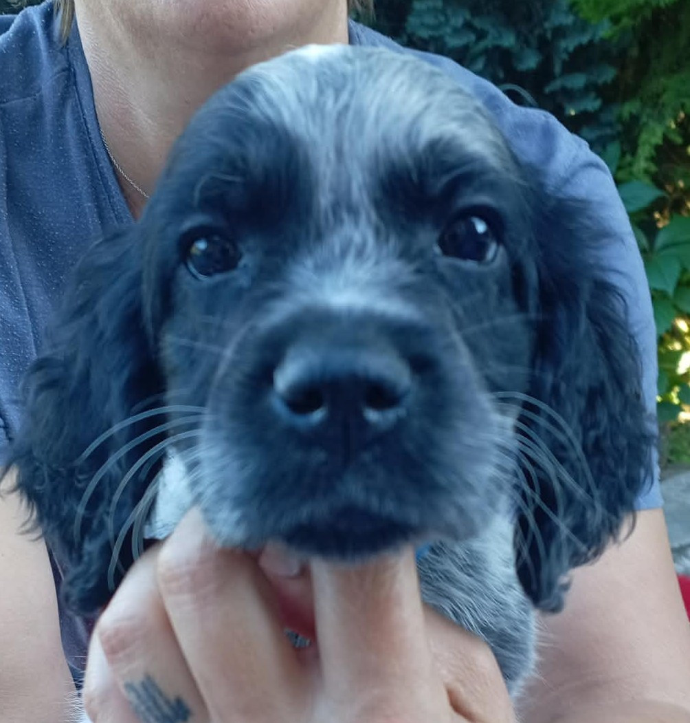 du Clos Maldav - Chiots disponibles - Epagneul bleu de Picardie