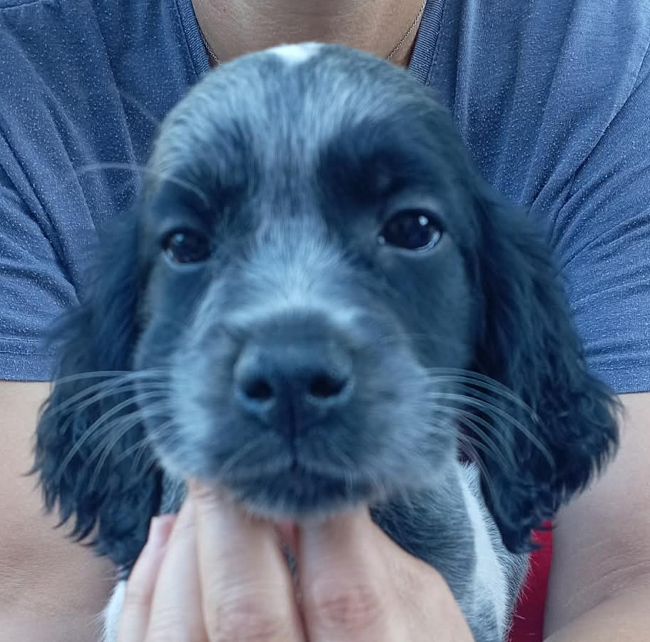du Clos Maldav - Chiots disponibles - Epagneul bleu de Picardie