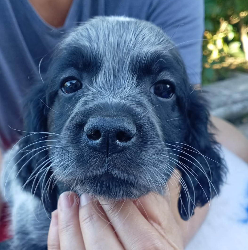 du Clos Maldav - Chiots disponibles - Epagneul bleu de Picardie