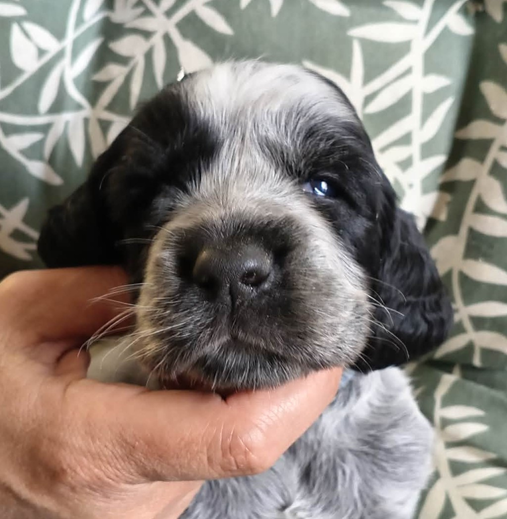 du Clos Maldav - Chiots disponibles - Epagneul bleu de Picardie