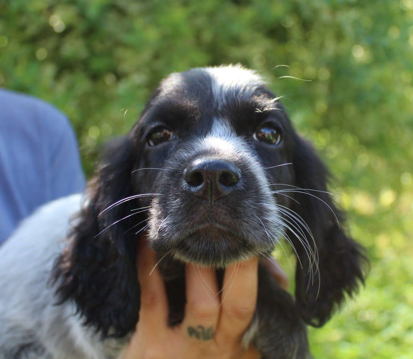 du Clos Maldav - Chiots disponibles - Epagneul bleu de Picardie