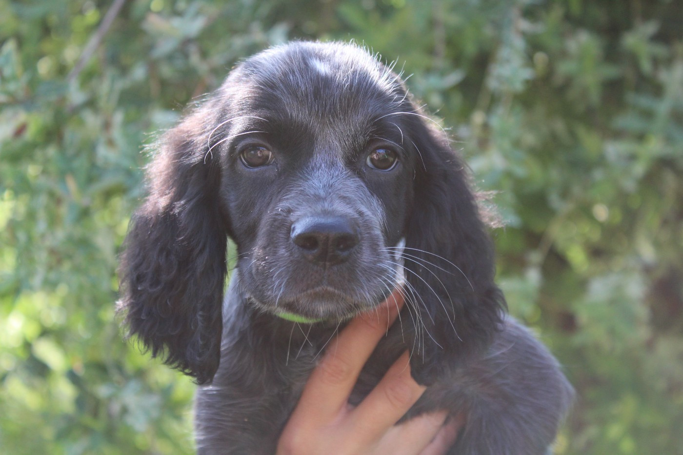 du Clos Maldav - Chiots disponibles - Epagneul bleu de Picardie