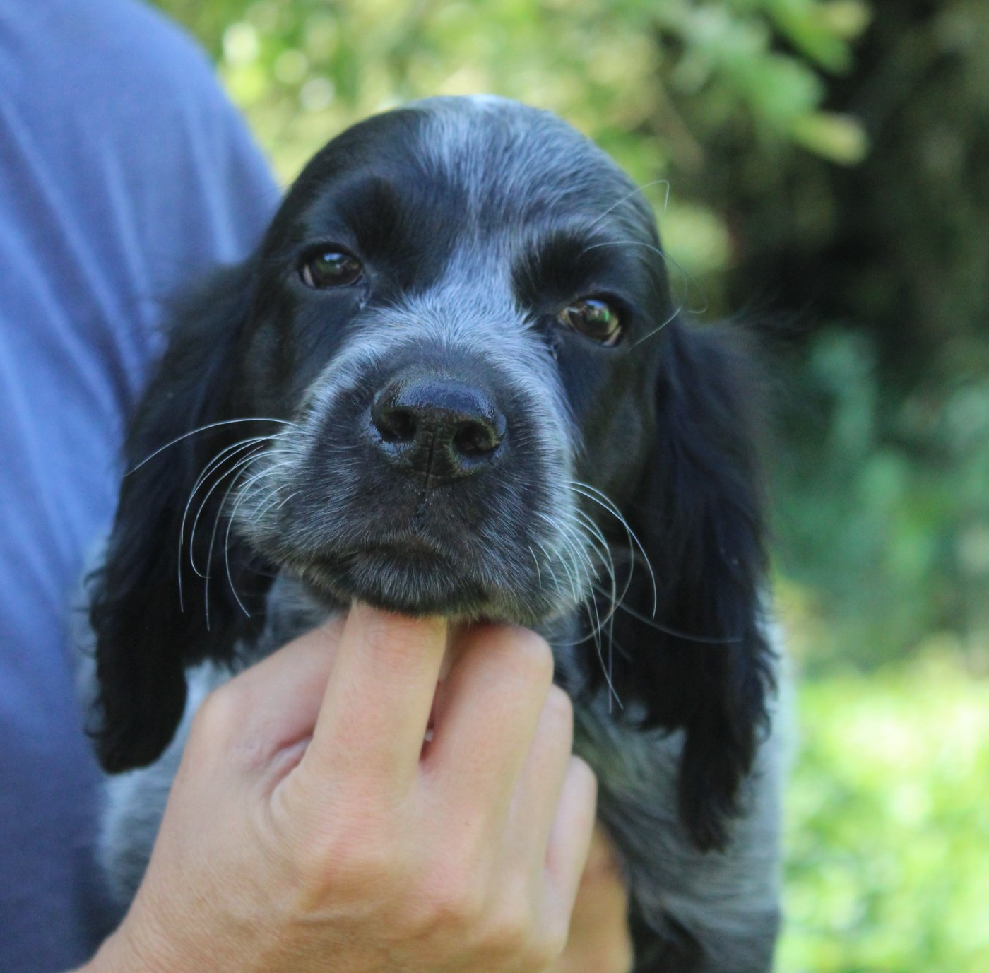 du Clos Maldav - Chiots disponibles - Epagneul bleu de Picardie
