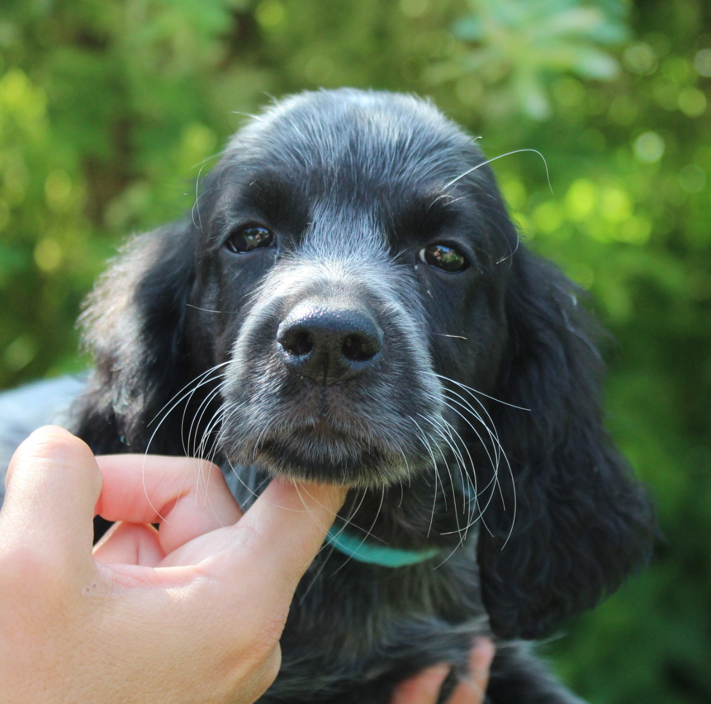 du Clos Maldav - Chiots disponibles - Epagneul bleu de Picardie