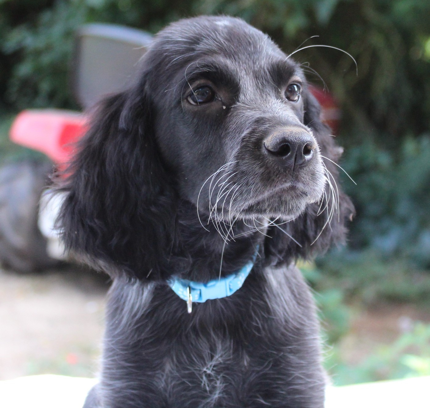 du Clos Maldav - Chiots disponibles - Epagneul bleu de Picardie