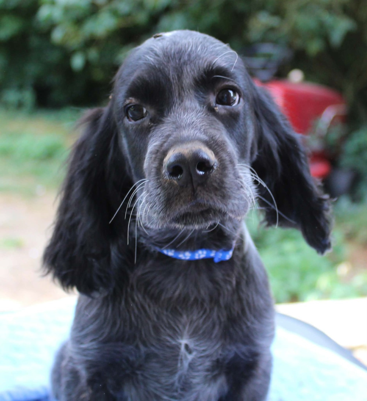 du Clos Maldav - Chiots disponibles - Epagneul bleu de Picardie