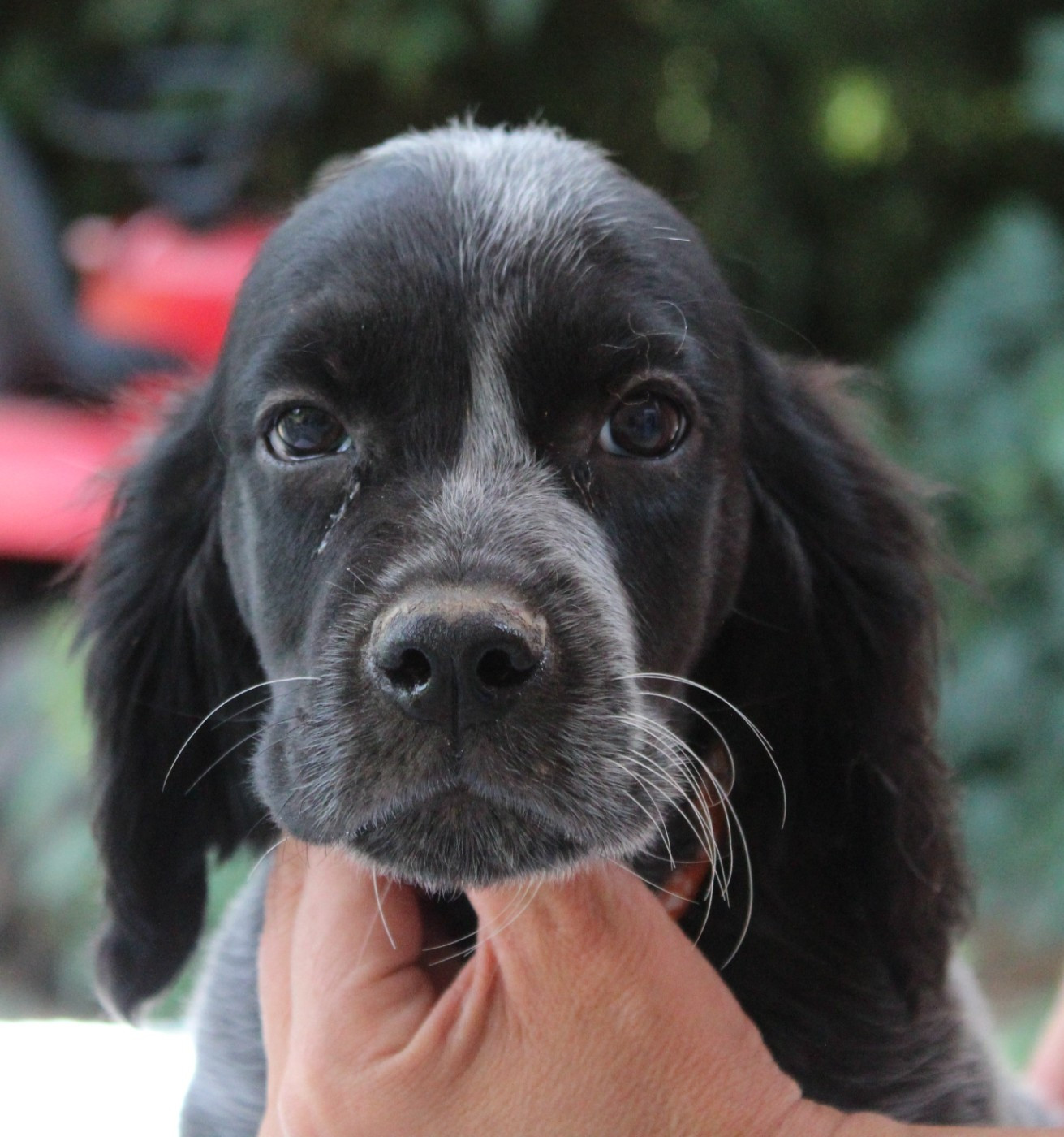 du Clos Maldav - Chiots disponibles - Epagneul bleu de Picardie