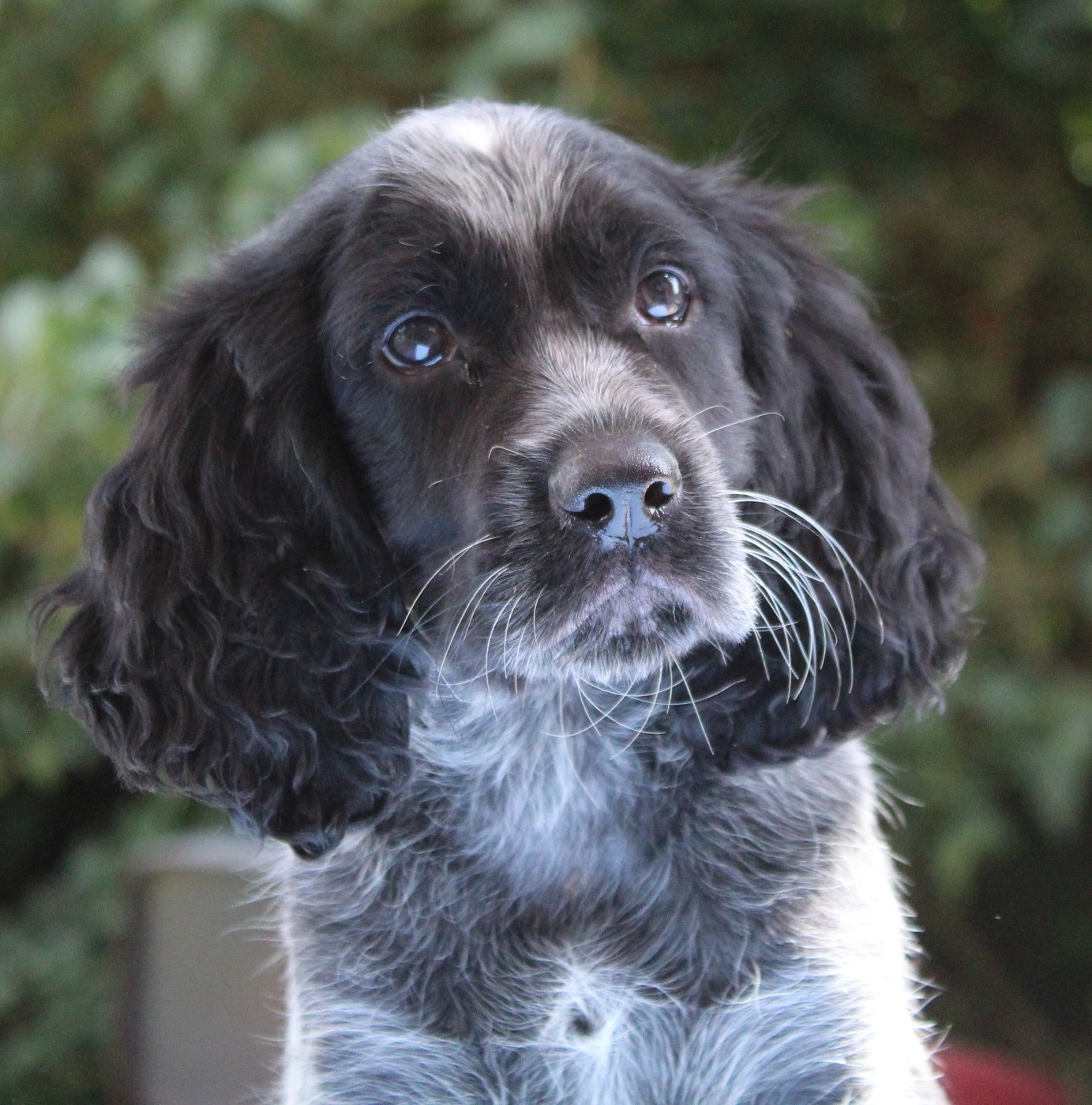 du Clos Maldav - Chiots disponibles - Epagneul bleu de Picardie
