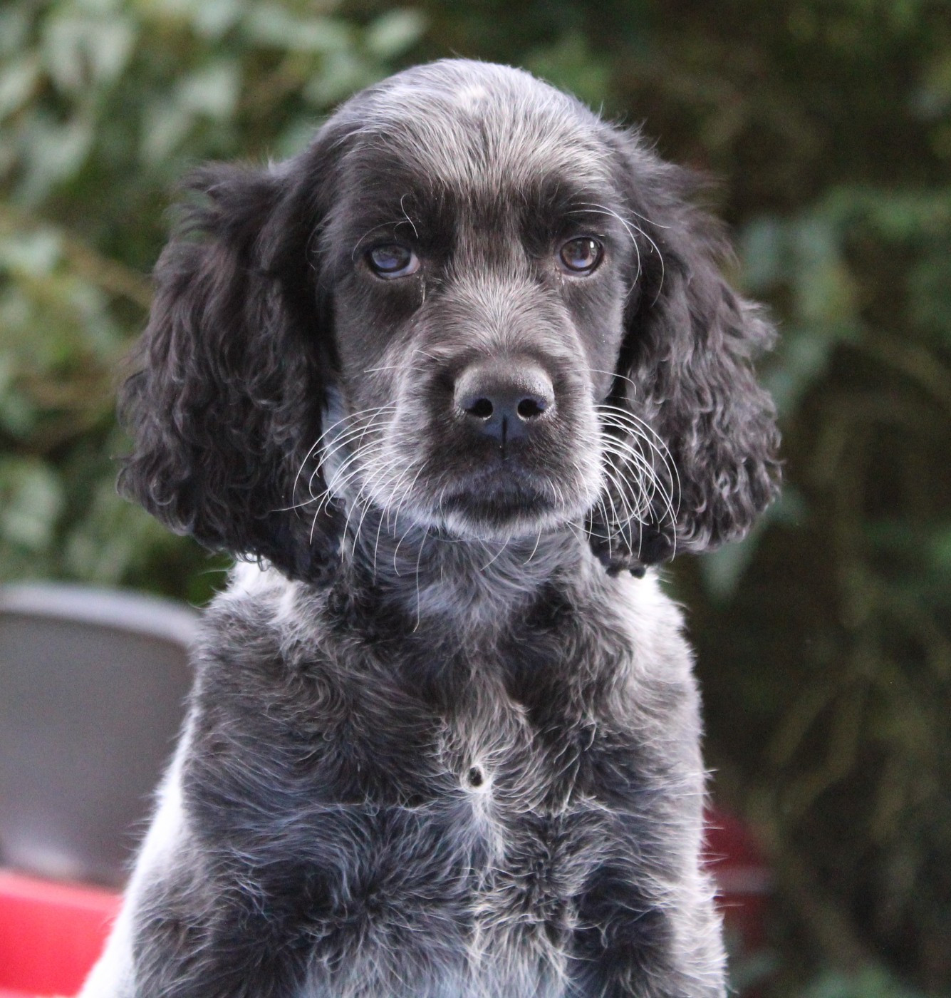 du Clos Maldav - Chiots disponibles - Epagneul bleu de Picardie