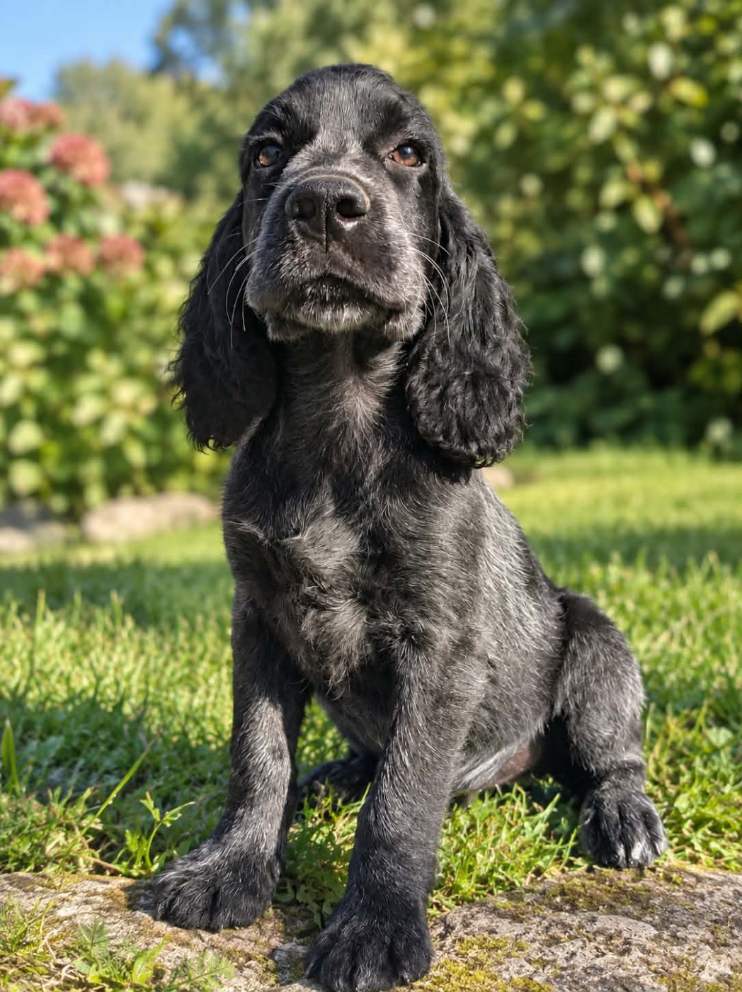 du Clos Maldav - Chiots disponibles - Epagneul bleu de Picardie