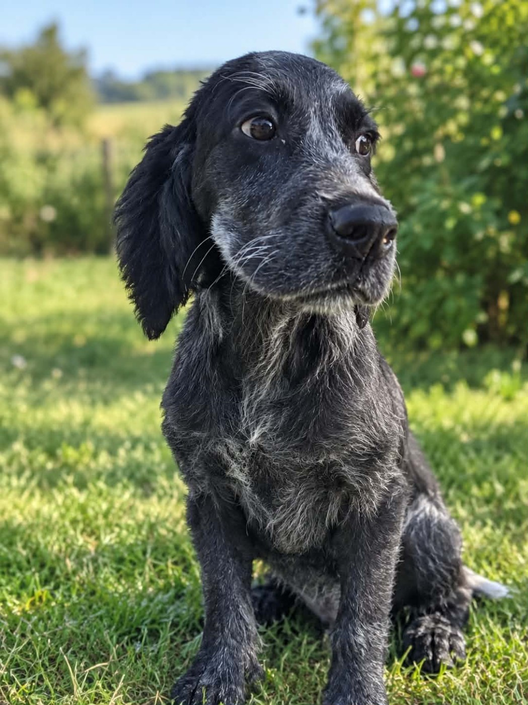 du Clos Maldav - Chiots disponibles - Epagneul bleu de Picardie