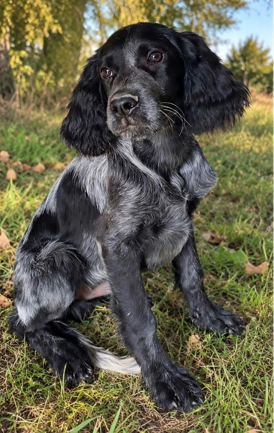 du Clos Maldav - Chiots disponibles - Epagneul bleu de Picardie
