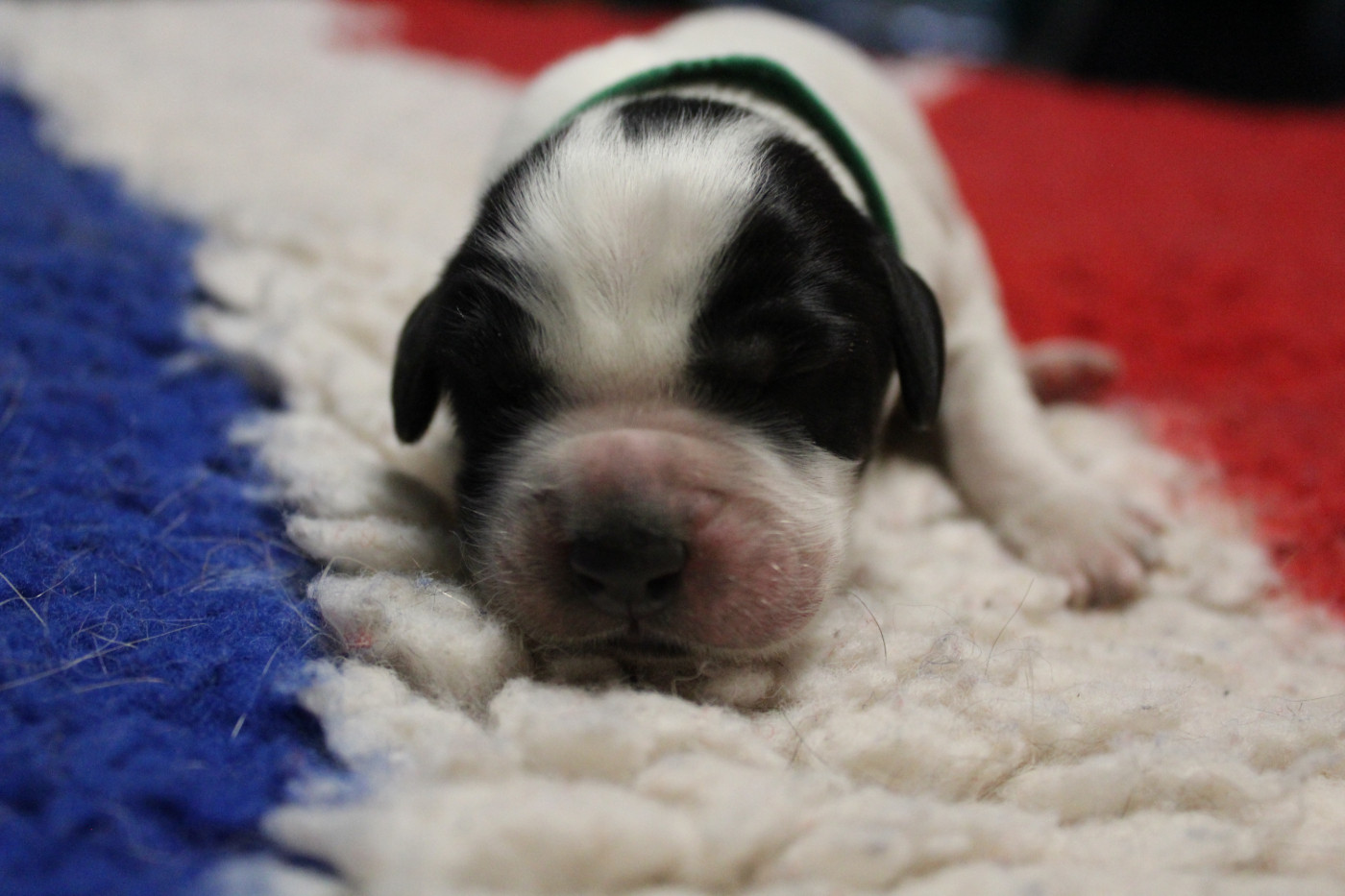du Clos Maldav - Chiots disponibles - Epagneul bleu de Picardie