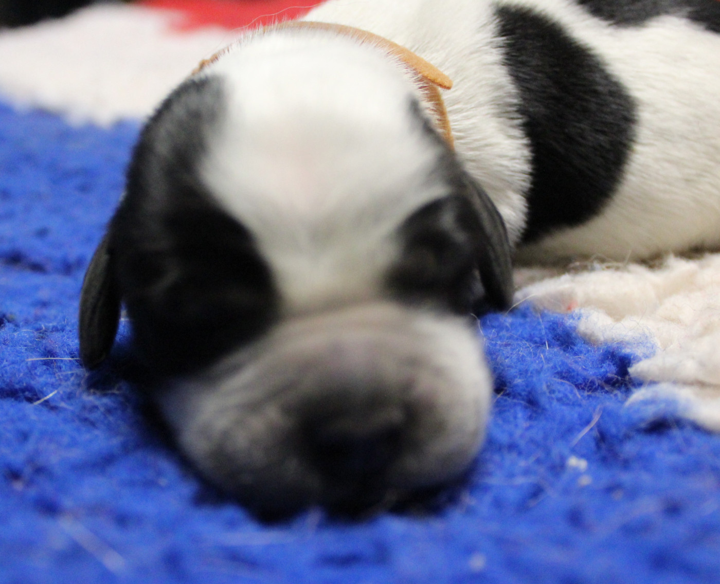 du Clos Maldav - Chiots disponibles - Epagneul bleu de Picardie