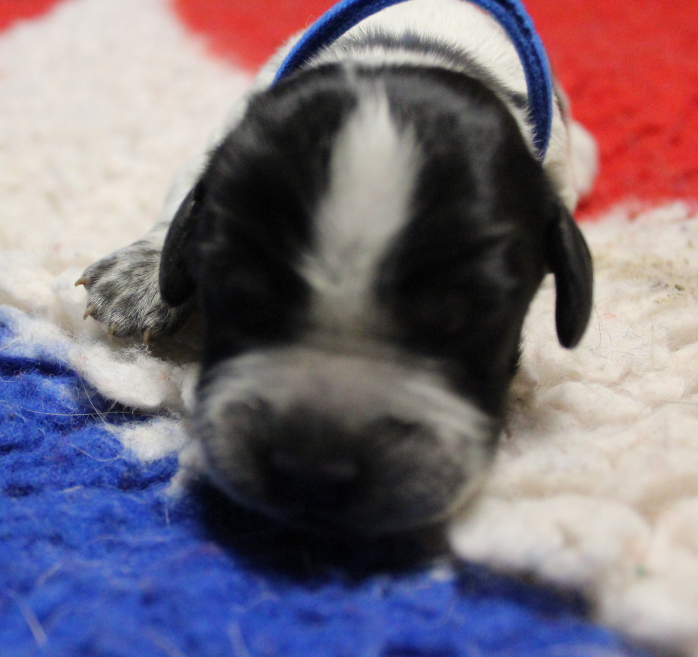 du Clos Maldav - Chiots disponibles - Epagneul bleu de Picardie