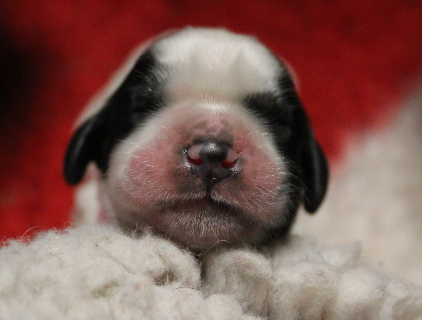 du Clos Maldav - Chiots disponibles - Epagneul bleu de Picardie