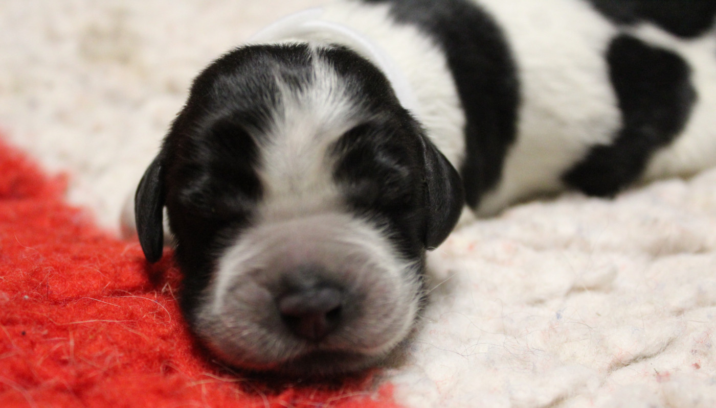 du Clos Maldav - Chiots disponibles - Epagneul bleu de Picardie