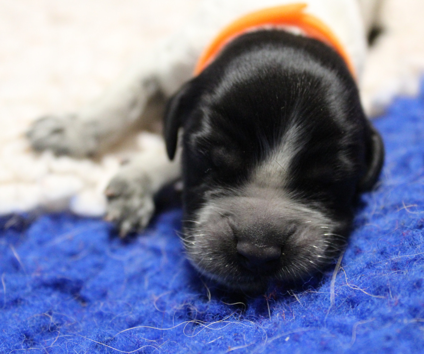 du Clos Maldav - Chiots disponibles - Epagneul bleu de Picardie
