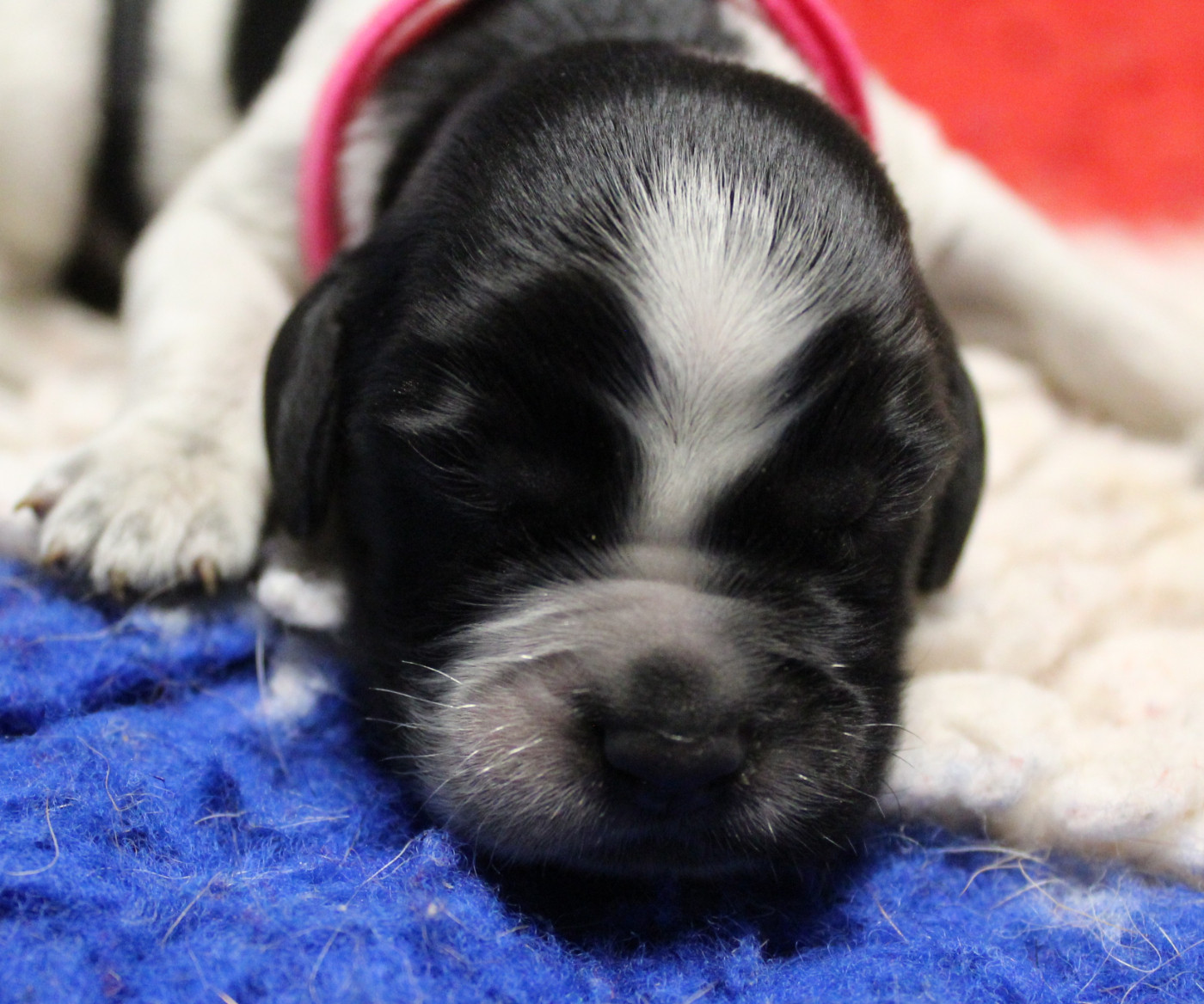 du Clos Maldav - Chiots disponibles - Epagneul bleu de Picardie