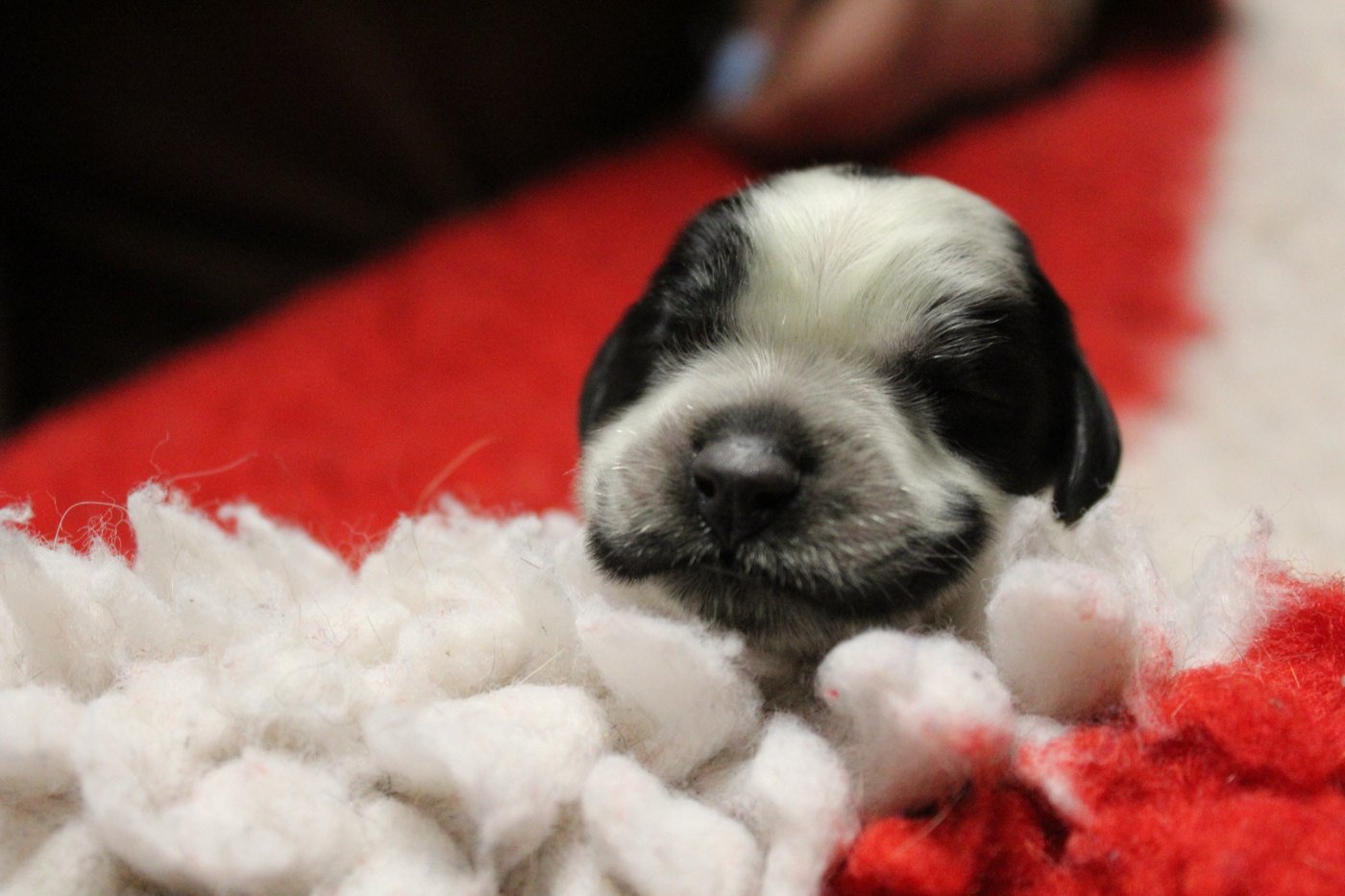 du Clos Maldav - Chiots disponibles - Epagneul bleu de Picardie