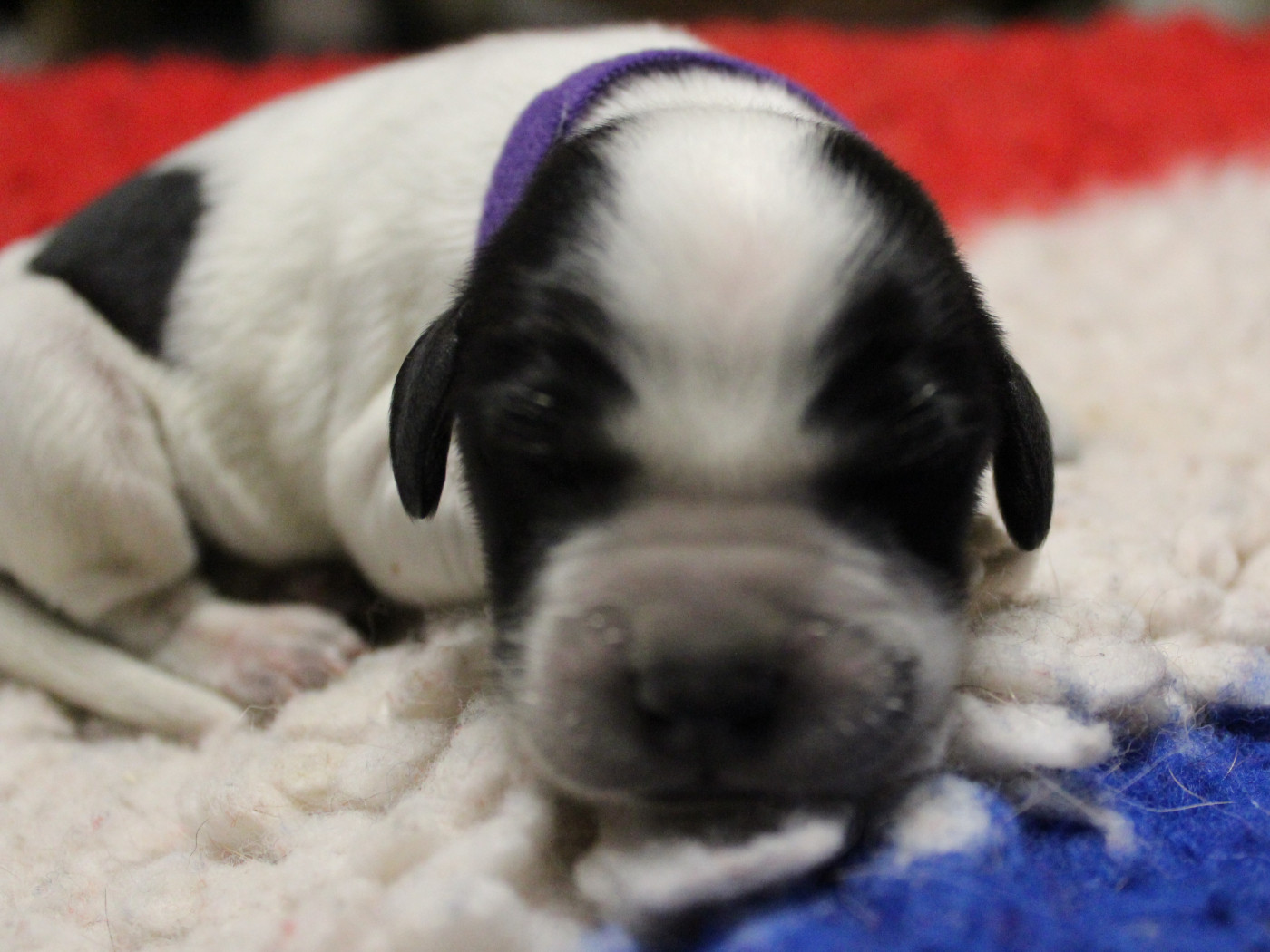 du Clos Maldav - Chiots disponibles - Epagneul bleu de Picardie