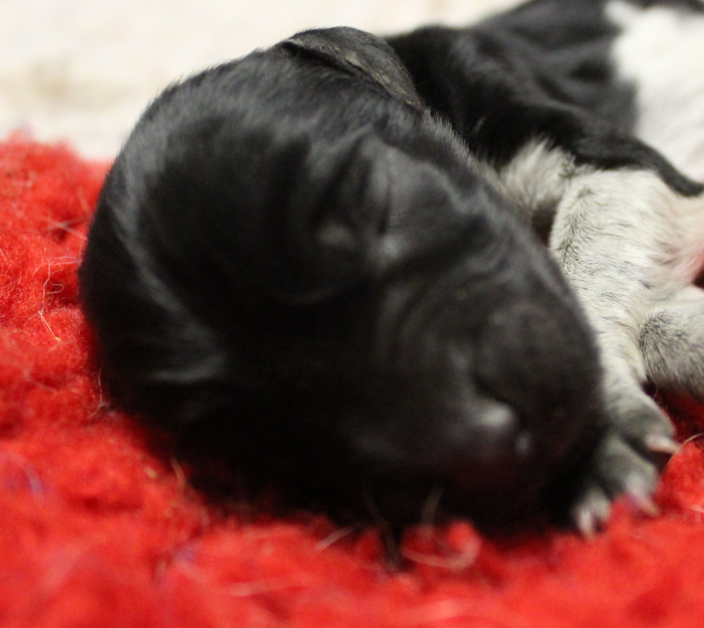 du Clos Maldav - Chiots disponibles - Epagneul bleu de Picardie