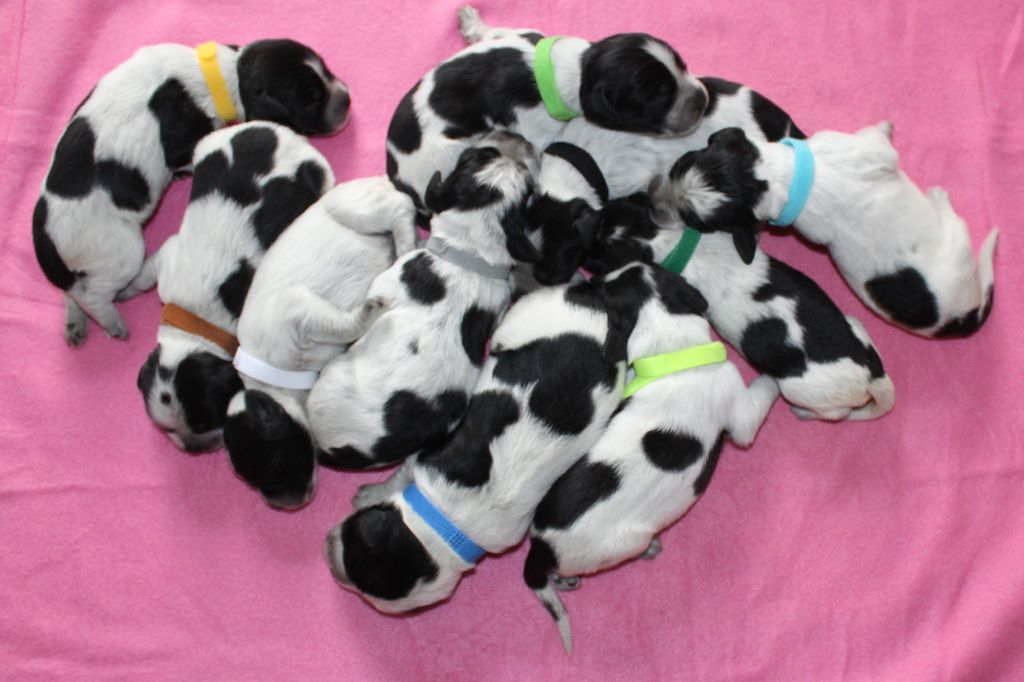 du Clos Maldav - Epagneul bleu de Picardie - Portée née le 07/11/2025