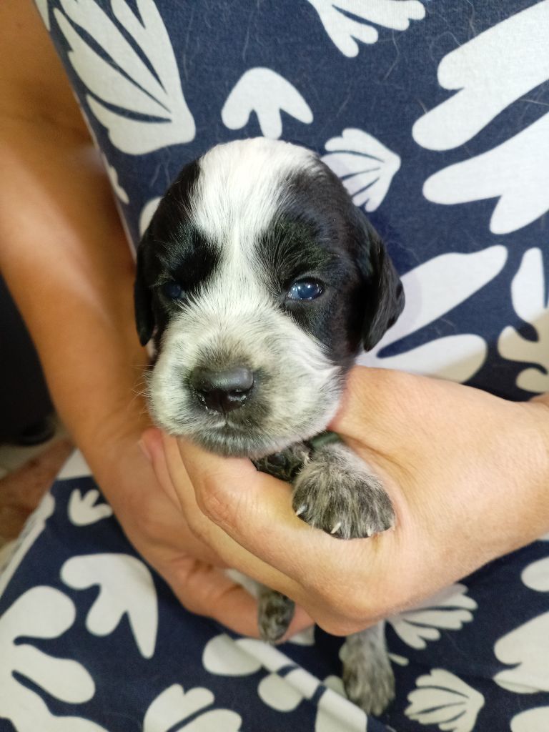 du Clos Maldav - Chiots disponibles - Epagneul bleu de Picardie