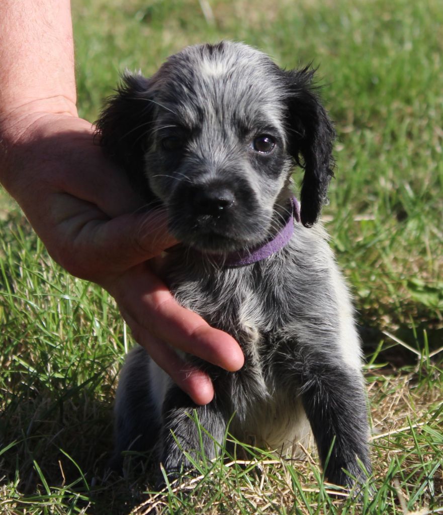 du Clos Maldav - Chiots disponibles - Epagneul bleu de Picardie
