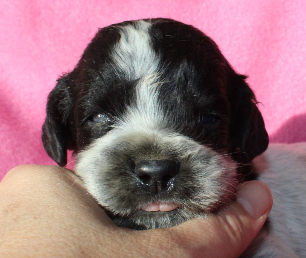 du Clos Maldav - Chiots disponibles - Epagneul bleu de Picardie