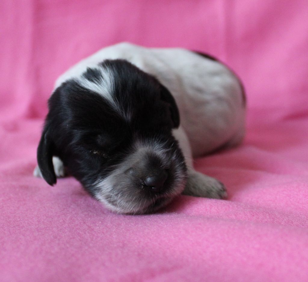 du Clos Maldav - Chiots disponibles - Epagneul bleu de Picardie