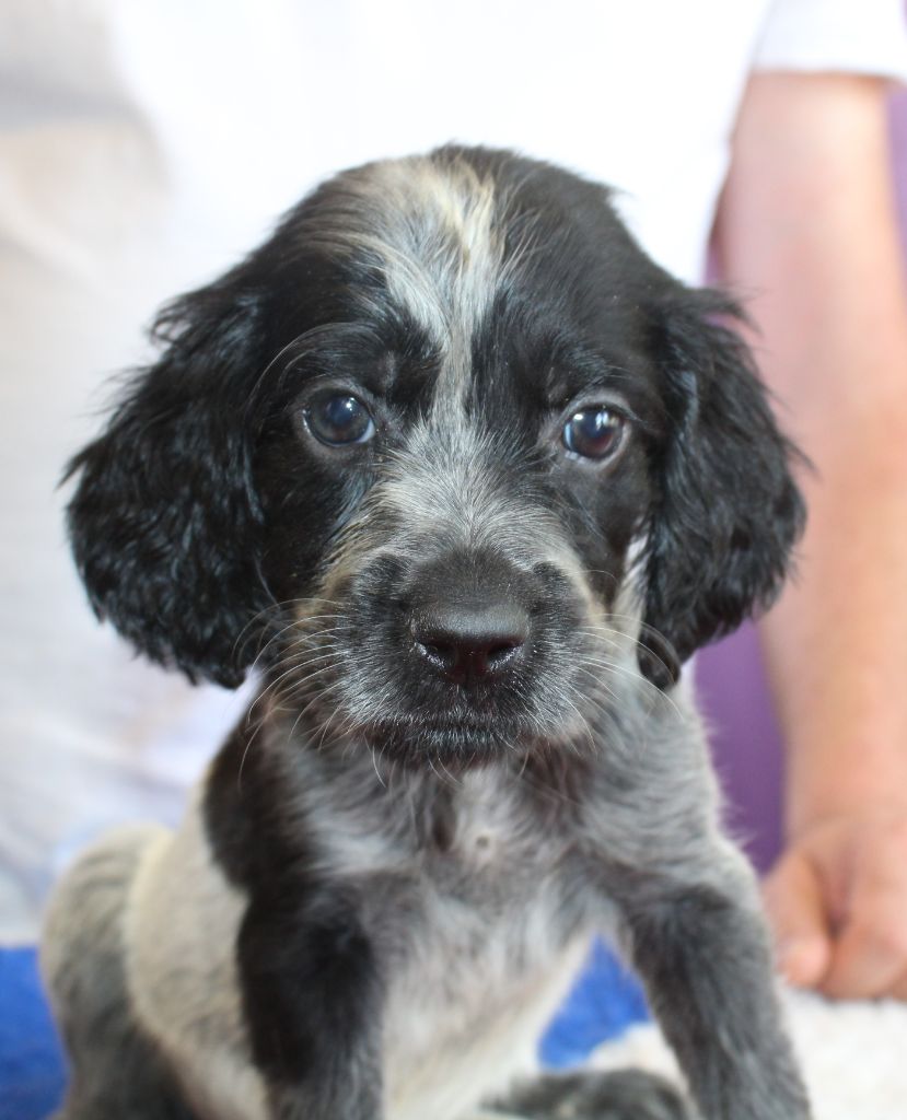 du Clos Maldav - Chiots disponibles - Epagneul bleu de Picardie