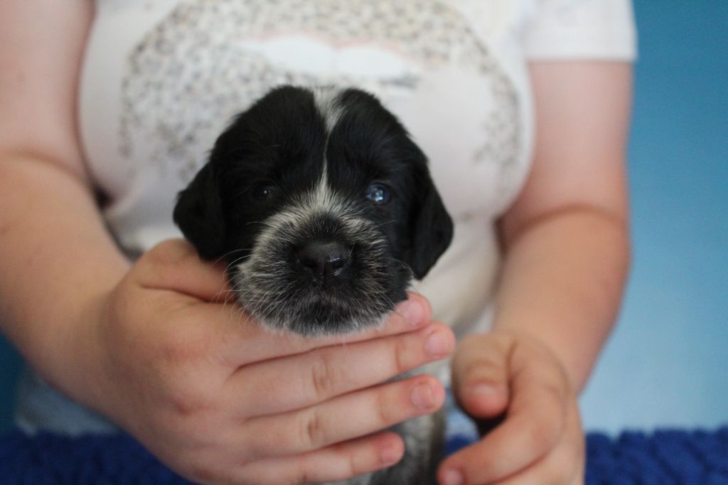 du Clos Maldav - Chiots disponibles - Epagneul bleu de Picardie