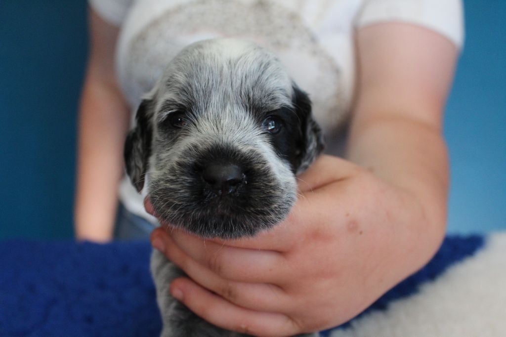 du Clos Maldav - Chiots disponibles - Epagneul bleu de Picardie