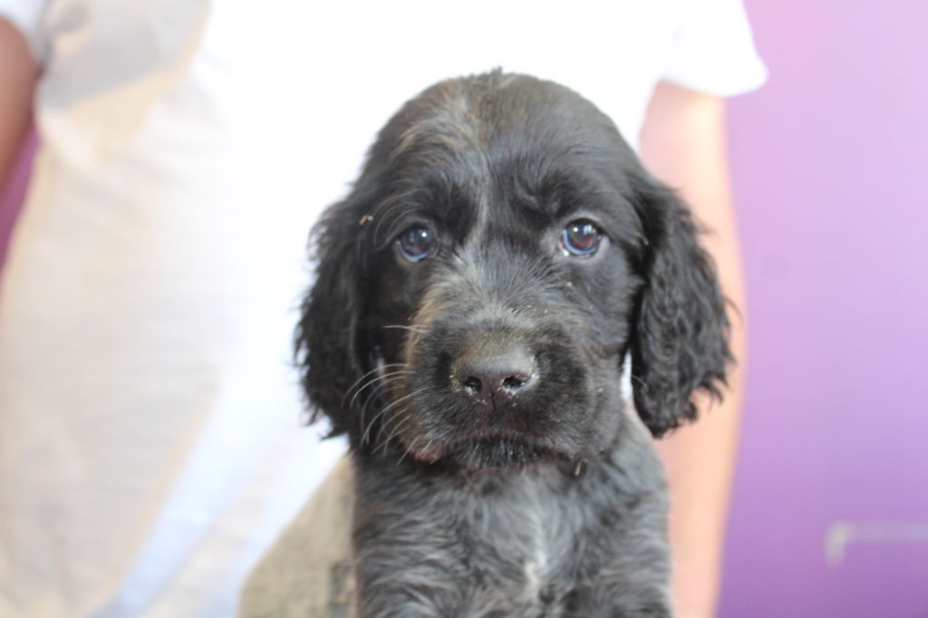 du Clos Maldav - Chiots disponibles - Epagneul bleu de Picardie