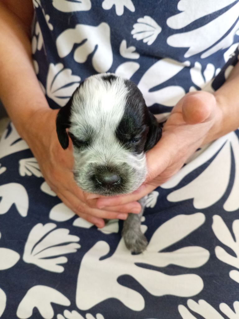 du Clos Maldav - Chiots disponibles - Epagneul bleu de Picardie