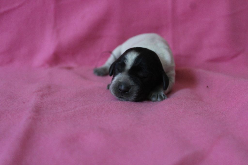 du Clos Maldav - Chiots disponibles - Epagneul bleu de Picardie