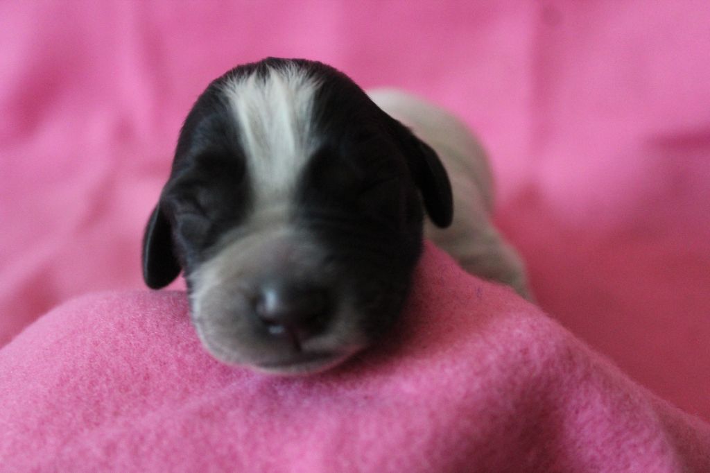 du Clos Maldav - Chiots disponibles - Epagneul bleu de Picardie