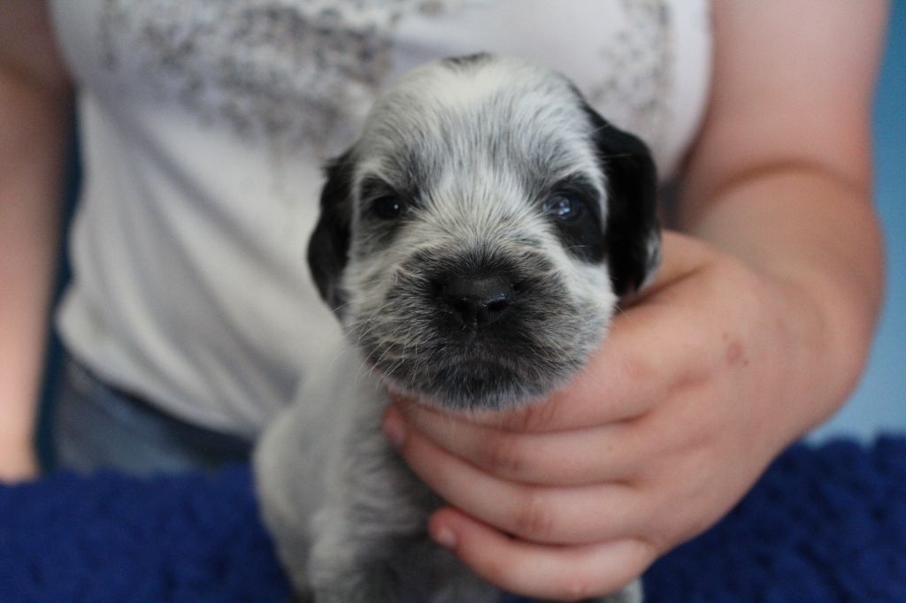 du Clos Maldav - Chiots disponibles - Epagneul bleu de Picardie