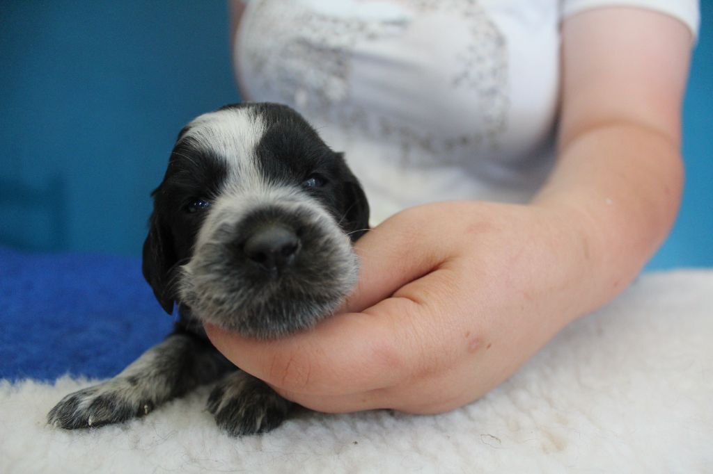du Clos Maldav - Chiots disponibles - Epagneul bleu de Picardie