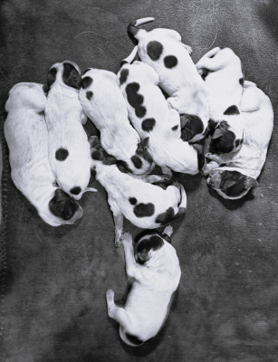 CHIOT 2