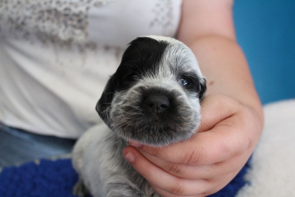 du Clos Maldav - Chiots disponibles - Epagneul bleu de Picardie