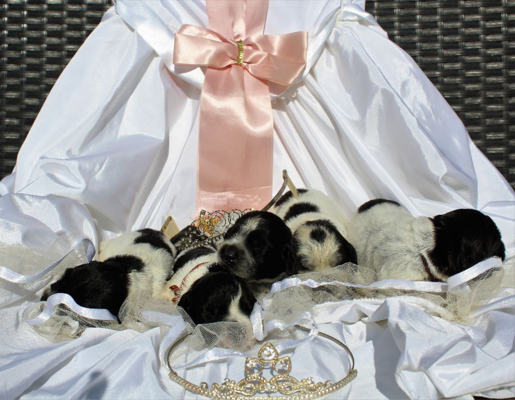 Chiot Epagneul bleu de Picardie du Clos Maldav