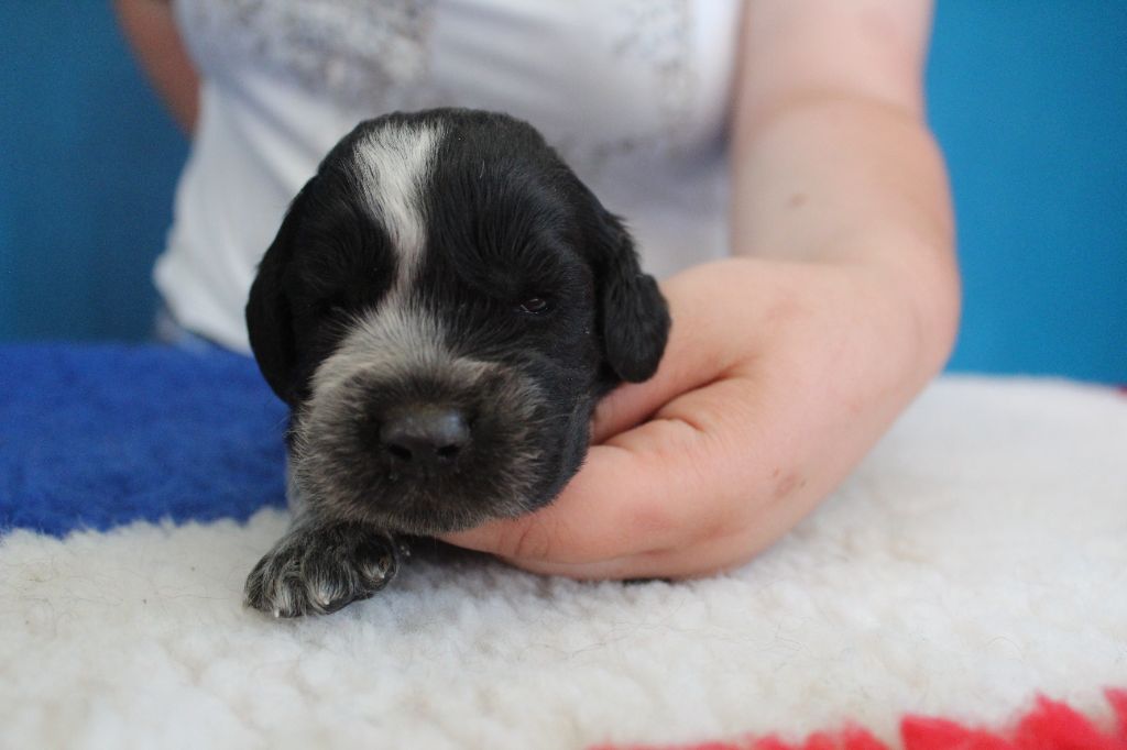 du Clos Maldav - Chiots disponibles - Epagneul bleu de Picardie