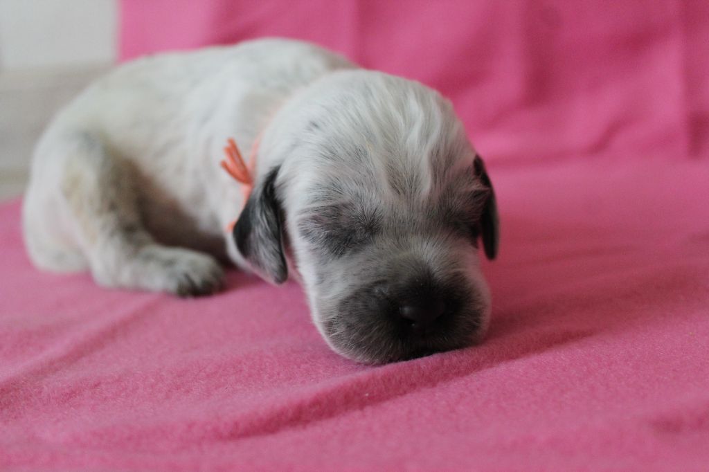 du Clos Maldav - Chiots disponibles - Epagneul bleu de Picardie