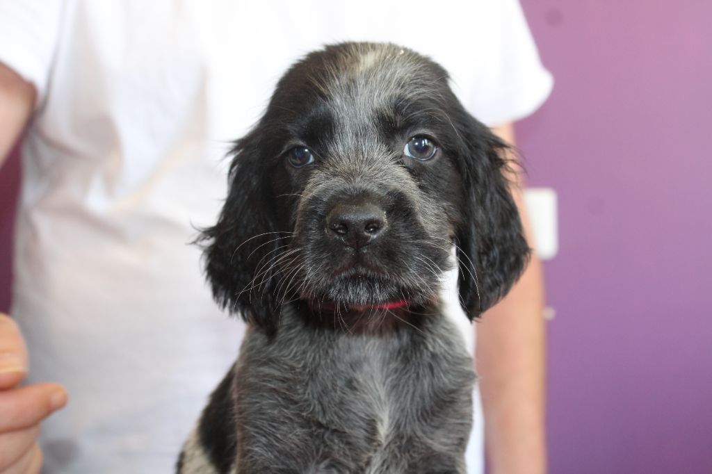 du Clos Maldav - Chiots disponibles - Epagneul bleu de Picardie