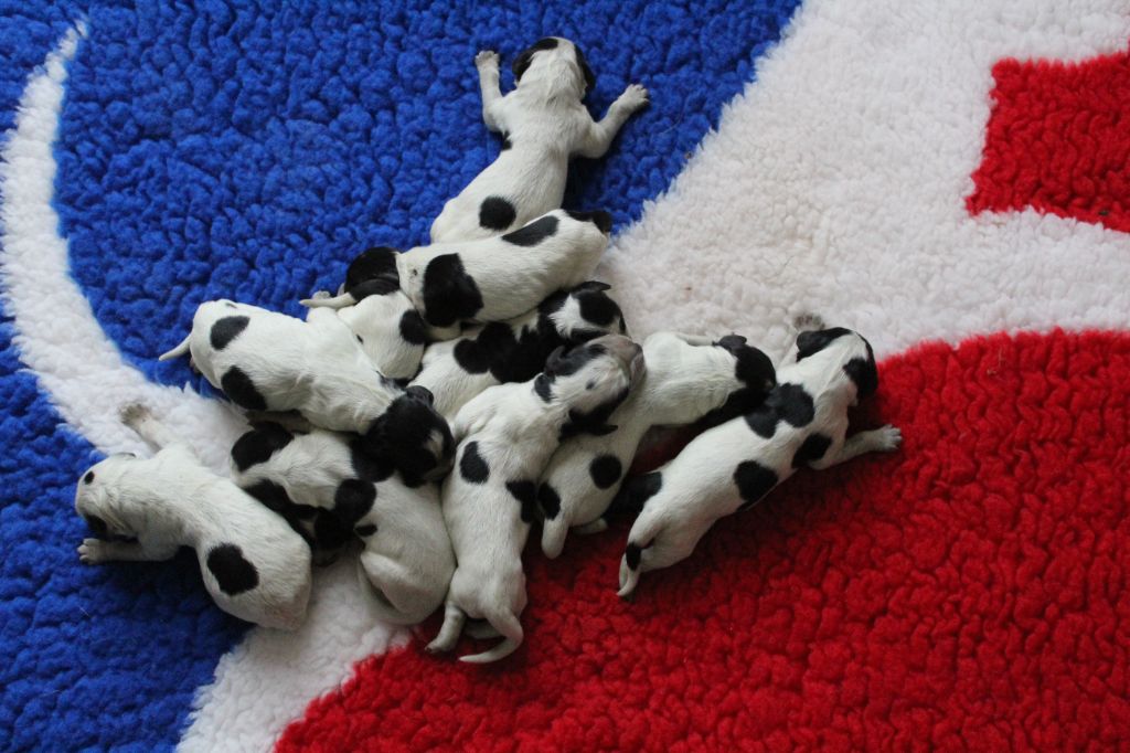 Chiot Epagneul bleu de Picardie du Clos Maldav