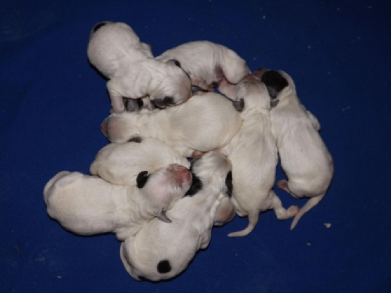 Chiot Epagneul bleu de Picardie du Clos Maldav