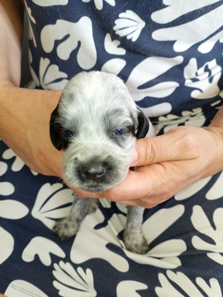 du Clos Maldav - Chiots disponibles - Epagneul bleu de Picardie