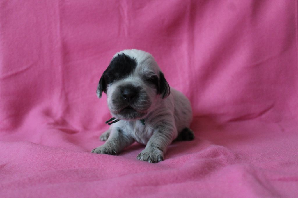 du Clos Maldav - Chiots disponibles - Epagneul bleu de Picardie